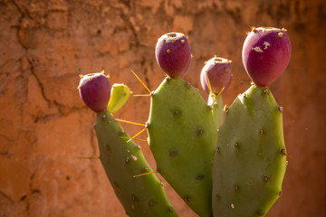 Fruit of opuncia, Morocco