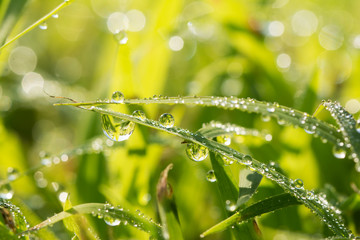 Dew drops in grass lit by early morning sun