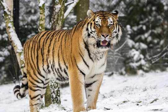 Tiger im Schnee