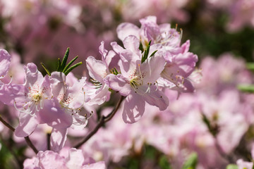 blooming rhododendron in spring