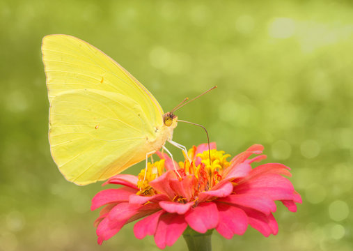 Dreamy image of a bright yellow Cloudless Sulphur butterfly