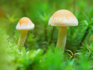 Pilze im Moos