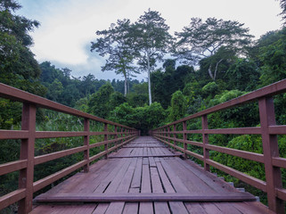 Fototapeta na wymiar walking way bridge in to the forest