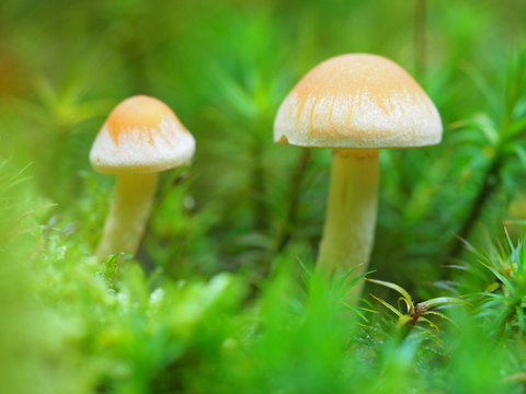 Pilze im Moos