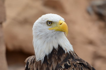 Bird of prey