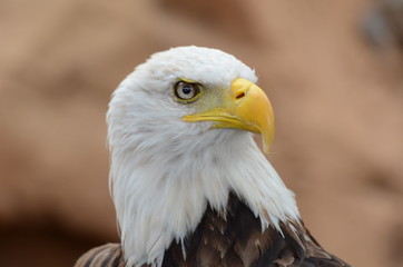Bird of prey