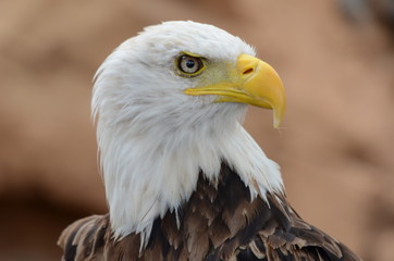 Obraz premium Bird of prey