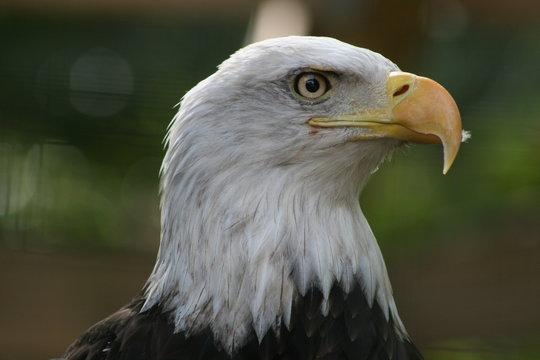 Bald Eagle with it head turned to the right close up 
