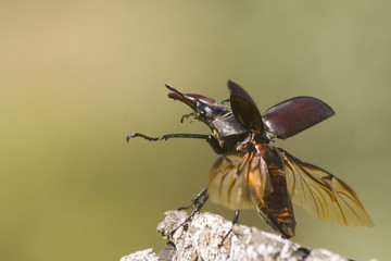 chrząszcz jelonek © Konrad