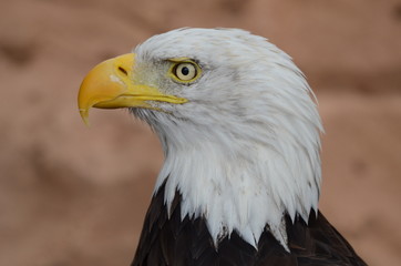 Bird of prey