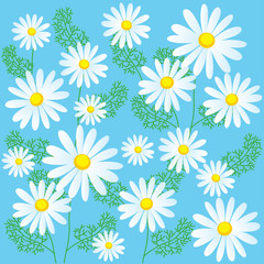 Chamomile Flowers On A Blue Background. Seamless Vector Illustrations. Chamomile Flowers For Sale. Chamomile Plant. Chamomile Classics.