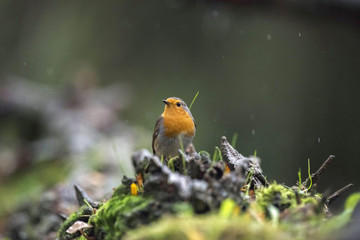 European robin sitting on tree stump in rain.
