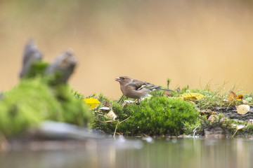 Female chaffinch perching on moss near pond.