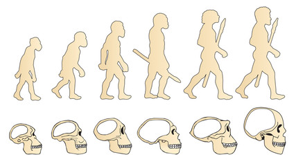 Evolution Of The Skull. Human Skull. Australopithecus. Homo Erectus. Neanderthalensis. Homo Sapiens. Vector Collection. Illustration On White Background. Darwin'S Theory. The History Of Mankind.