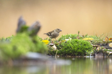 Female chaffinch perching on moss near pond.