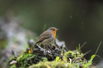 European robin perching on tree stump in rain.
