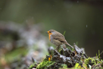 European robin perching on tree stump in rain.