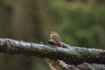 European Robin (Erithacus rubecula) standing on a wet branch.