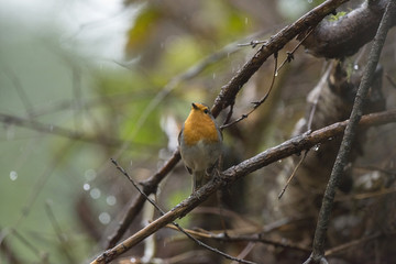 European Robin (Erithacus rubecula) adult, perched on wet twig i