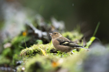 Foraging female common chaffinch (Fringilla coelebs) on mossy fo