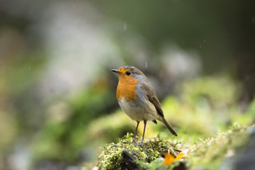 European robin (Erithacus rubecula) sitting on mossy tree trunk