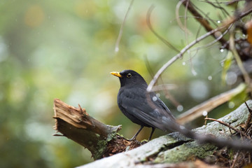Common Blackbird (Turdus merula) male sitting on wet branch duri