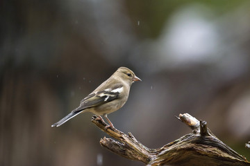 Female common chaffinch (Fringilla coelebs) perching on wet bran
