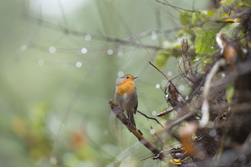 European robin (Erithacus rubecula) perched on twig with raindro
