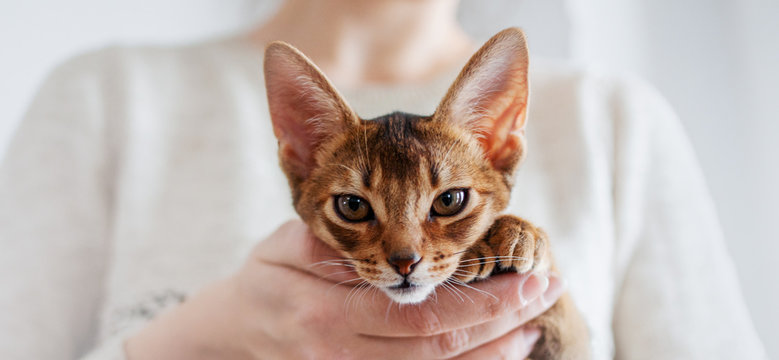 รูปภาพAbyssinian – เลือกดูภาพถ่ายสต็อก เวกเตอร์ และวิดีโอ14,135 | Adobe ...