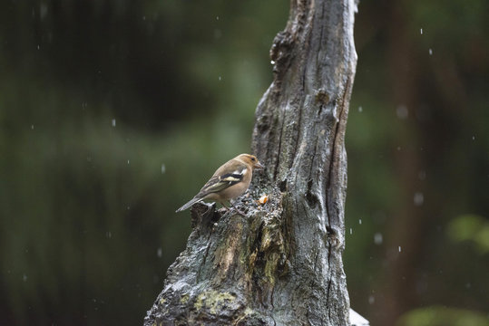 Common chaffinch (Fringilla coelebs) foraging on tree trunk in t