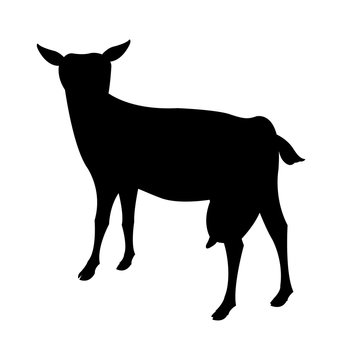 goat vector illustration black silhouette