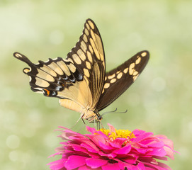 Dreamy image of a Giant Swallowtail butterfly feeding on a pink Zinnia flower