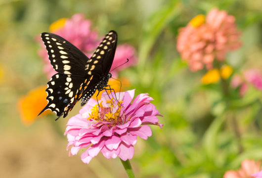 Eastern Black Swallowtail butterfly feeding on a pink Zinnia in summer garden