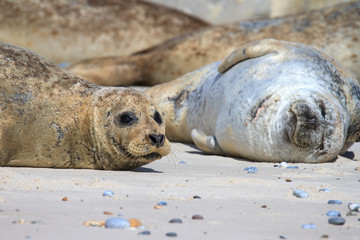 Seehunde beim ruhen am Strand von Helgoland