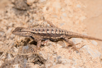 Male Eastern fence Lizard enjoying sunshine in early spring