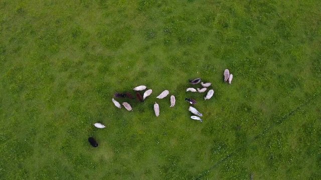A bunch of sheep in the farm field eating and roaming around the green grasses in Ireland