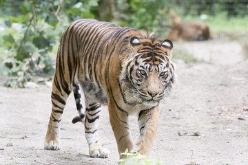 König des Dschungels