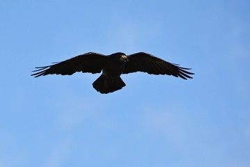 Beautiful photo of a bird - raven / crow in autumn nature. (Corvus frugilegus)