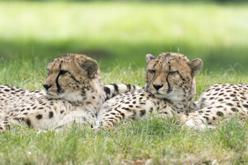 Geparden © gerckens.photo