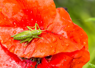 Green grasshopper sitting on a red poppy flower