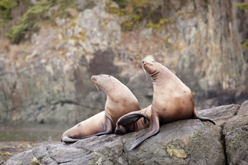 Pair of stellar sea lions in northwest Canada.