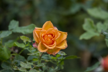 Rosen des Lebens