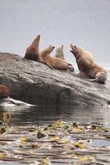Fototapeta premium Colony of stellar sea lions in the Pacific Northwest.