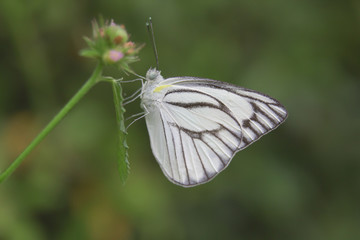 Closeup butterfly on flower