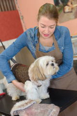 beautiful blonde dog groomer at work