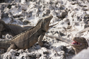 Iguanas in their natural habitat