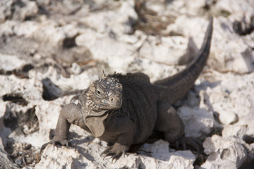 Iguanas in their natural habitat