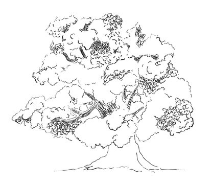 Ink Sketch Of Oak Tree.