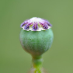Poppy Seeds Flower Bud