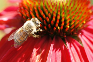 Bee on Cone Flower